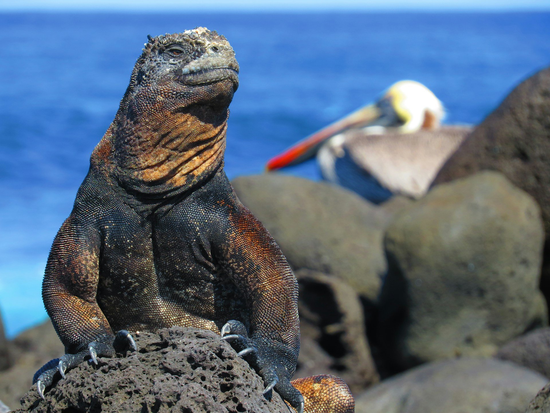 Discover Why the Galápagos Islands Are a Must-Visit Destination in 2026
