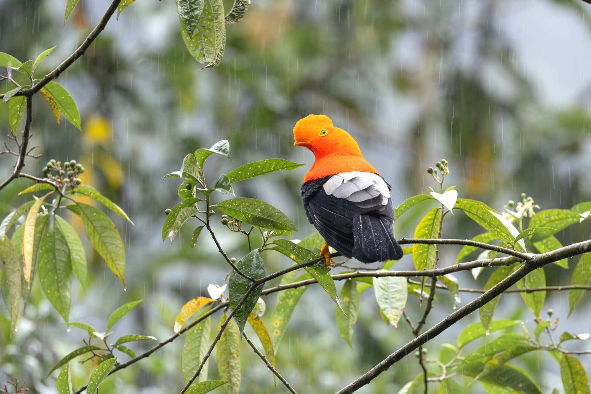 Birdwatching in Baños | Andes, Rainforest and Biodiversity